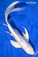 10.25" DOITSU PLATINUM OGON BUTTERFLY