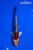 5.5" BENI KIKOKURYU