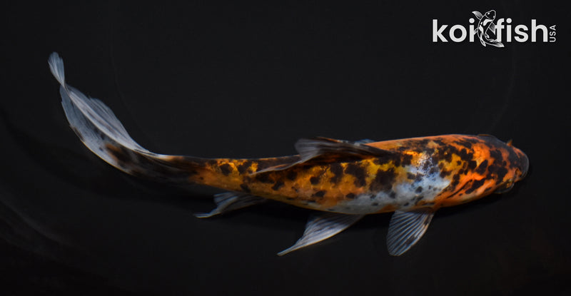 7.25" SHUBUNKIN GOLDFISH