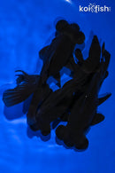 PACK OF (3) 4.5-4.75" TELESCOPE FANTAIL GOLDFISH