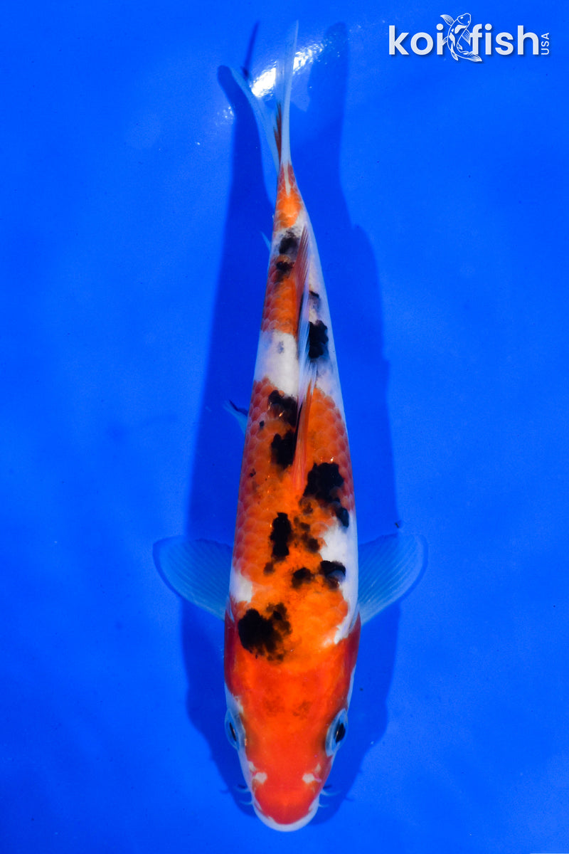 5.5" SANKE