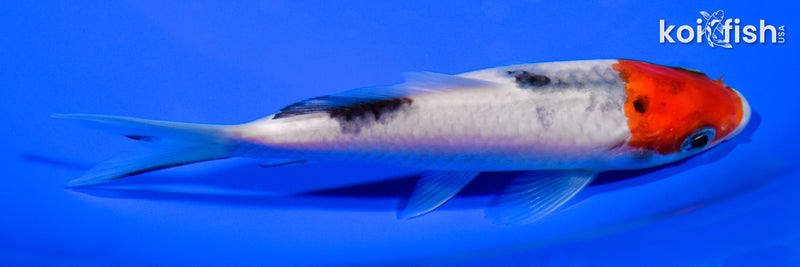 5" TANCHO SANKE