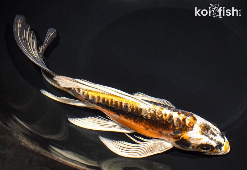 8.5" KIN KIKOKURYU BUTTERFLY