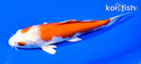 5.75" HARIWAKE
