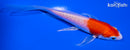 5" HARIWAKE BUTTERFLY