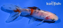 3.5" WAKIN GOLDFISH