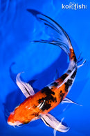 7.5" YAMATO NISHIKI BUTTERFLY