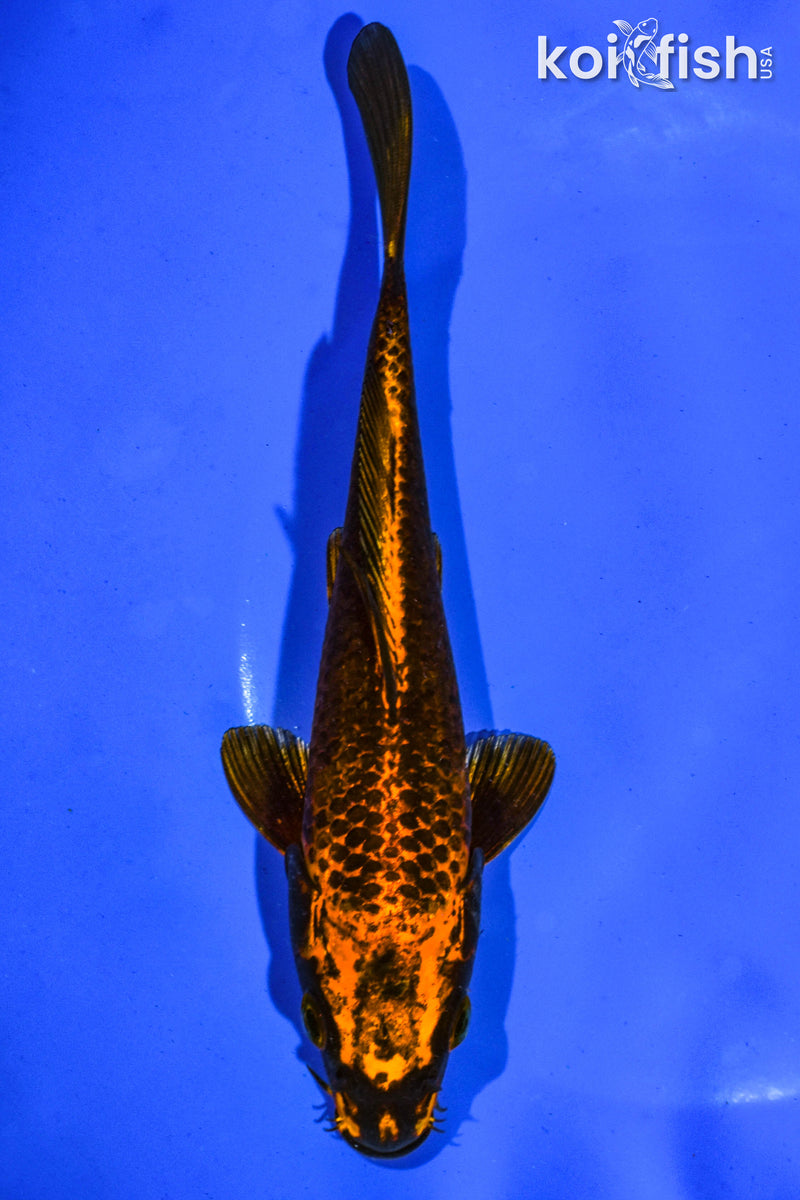 7" ORENJI MATSUBA