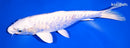 10.25" DOITSU PLATINUM OGON