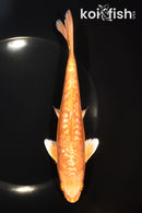 7.5" GINRIN ARAGOKE ORENJI OGON
