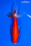 6.25" WATONAI GOLDFISH