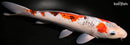 11.75" GOROMO SANKE