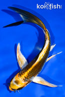 5.5" KUJAKU BUTTERFLY