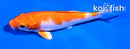 4" HARIWAKE