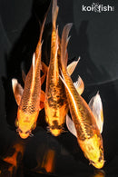 PACK OF (3) 4.75-5.5" BUTTERFLY KOI