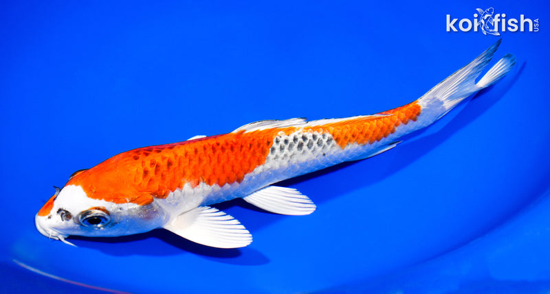 9.25" KUJAKU