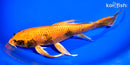 9.5" KIN HI UTSURI BUTTERFLY