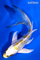 5.75" GINRIN KUJAKU BUTTERFLY