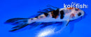 4" SANKE BUTTERFLY