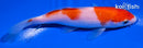 5.5" KOHAKU