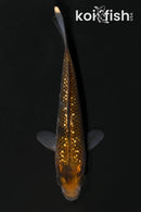 4.25" GINRIN OCHIBA SHIGURE