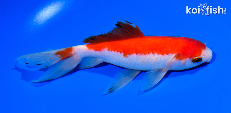 6" WAKIN GOLDFISH
