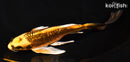 7.25" GINRIN ORENJI MATSUBA BUTTERFLY
