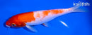 6.75" KOHAKU