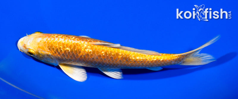6.5" GINRIN YAMABUKI OGON