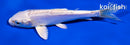 4.5" DOITSU PLATINUM OGON