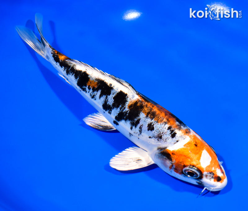 8" HEISEI NISHIKI