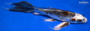9.5" BENI GINGA BUTTERFLY