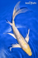 8.75" DOITSU LEMON HARIWAKE BUTTERFLY