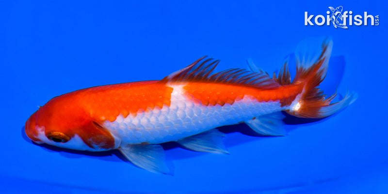 6.25" WAKIN GOLDFISH