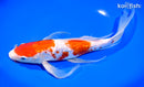 11" GINRIN KOHAKU BUTTERFLY