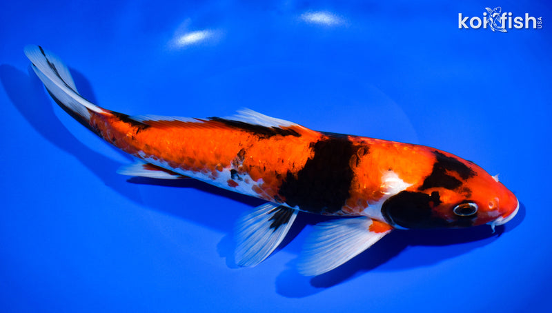 12" GINRIN HI SHOWA
