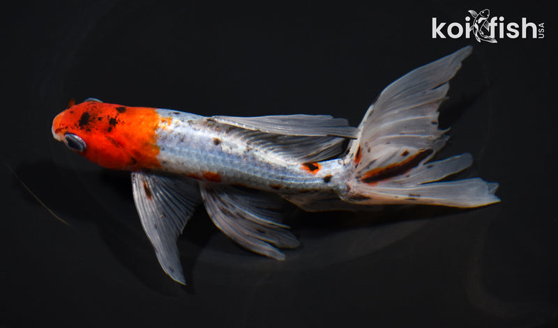 6.25" CALICO WAKIN GOLDFISH