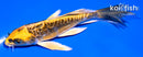 5" KIN KIKOKURYU BUTTERFLY