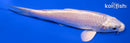 4.25" PLATINUM OGON