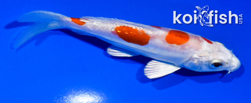 4.5" GINRIN KIKUSUI