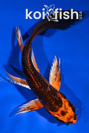 5" ORENJI MATSUBA BUTTERFLY