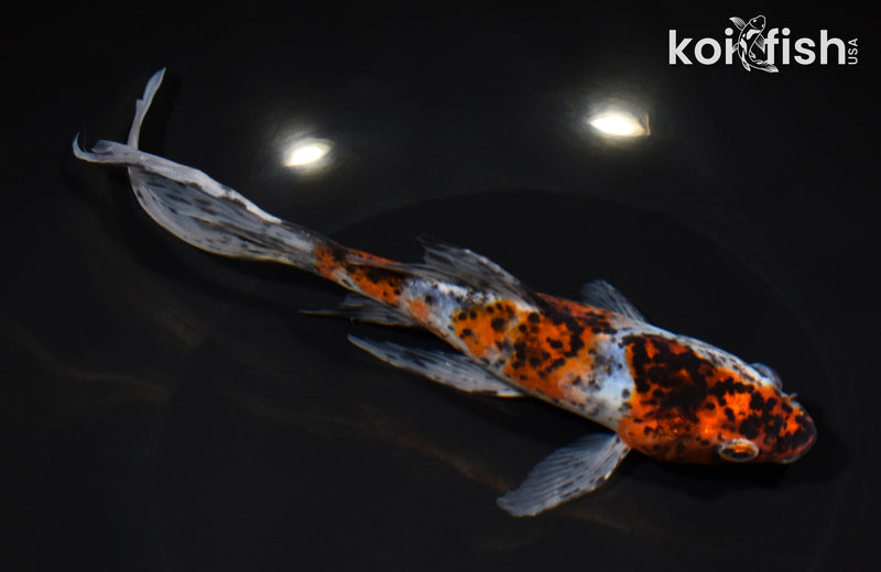 8.25" SHUBUNKI9N GOLDFISH