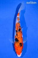 7.5" GINRIN SANKE