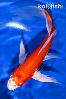 7.75" HARIWAKE BUTTERFLY