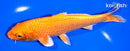 6.5" ORENJI OGON