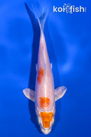 5" MARUTEN HARIWAKE