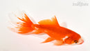 6" WATONAI GOLDFISH
