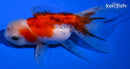 5" CALICO ORANDA GOLDFISH