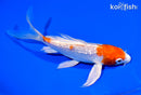 7" GINRIN HARIWAKE BUTTERFLY