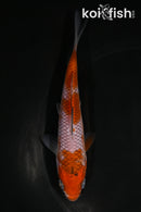5.5" OCHIBA SHIGURE